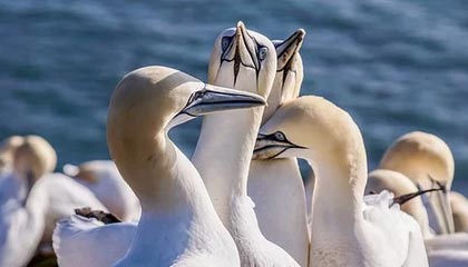 九游体育官网入口-比赛策略揭秘：得分高手的战术布局，球赛战术