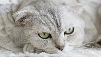 九游网页版官网入口-线上直播互动，粉丝如何成为“主播”？，主播怎么做粉丝活动