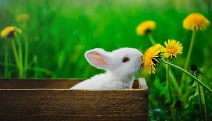 九游网页版官网入口-线上直播互动，粉丝如何成为“主播”？，主播怎么做粉丝活动