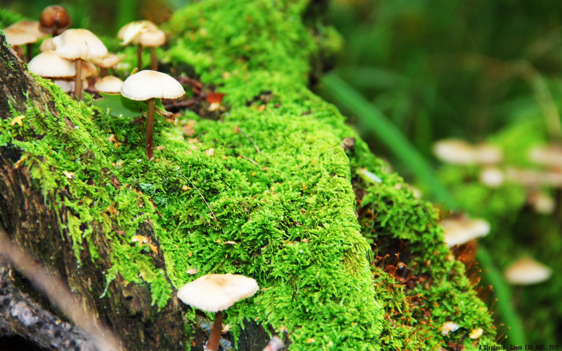 九游体育官网-加拿大队赛制透视：如何在赛制中实现战术与技术的完美结合，加拿大队阵容