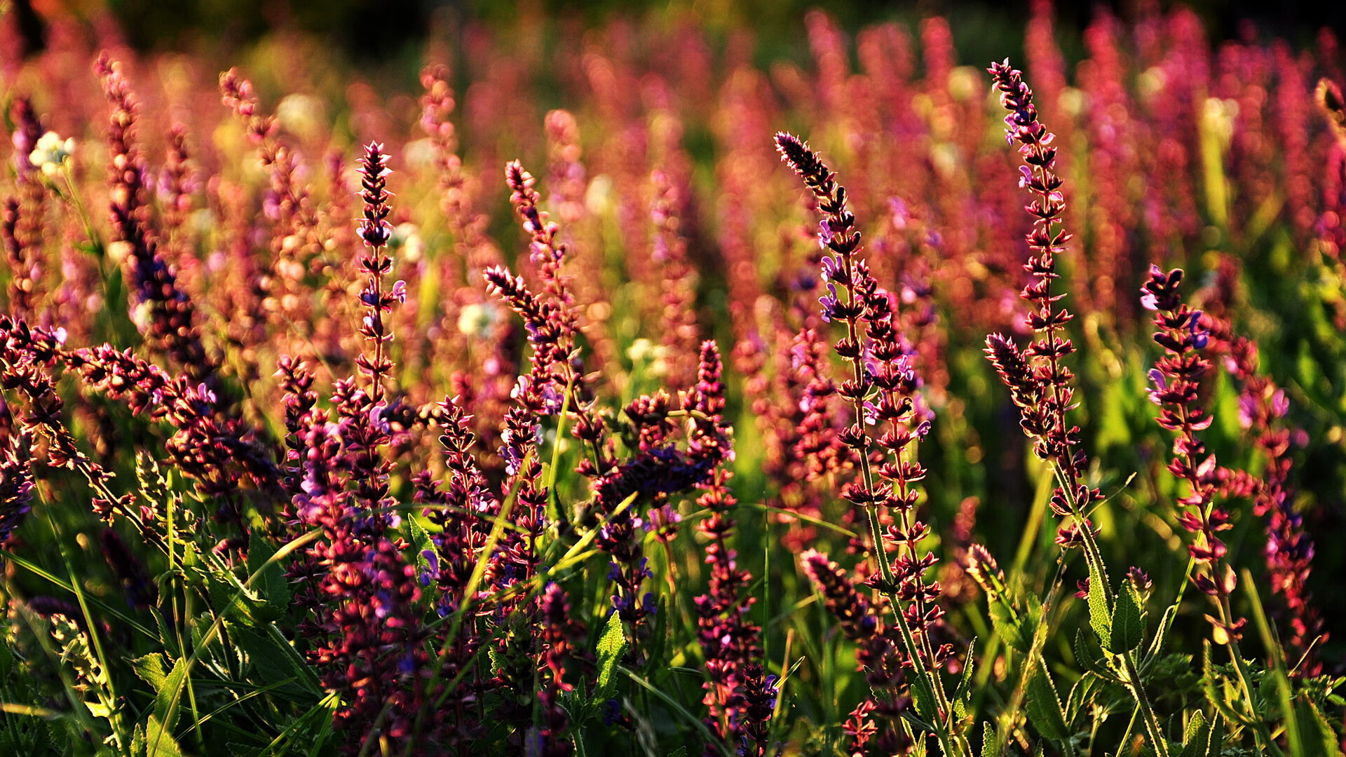 九游体育娱乐-基层足球赛事覆盖面狭窄，区级足球比赛