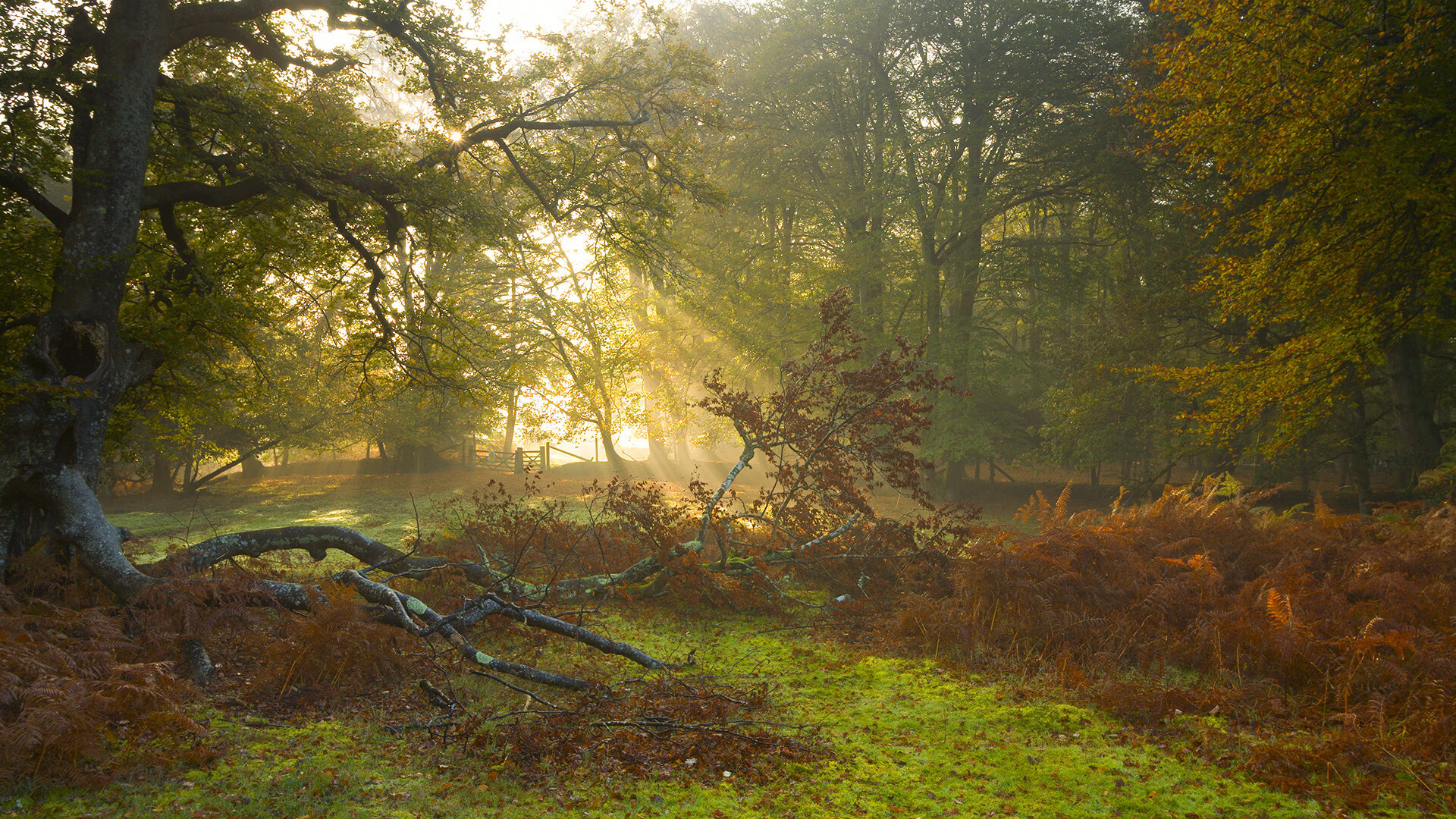 九游娱乐网站-普费夫以实力诠释跳水魅力，俄罗斯普费普费舞会